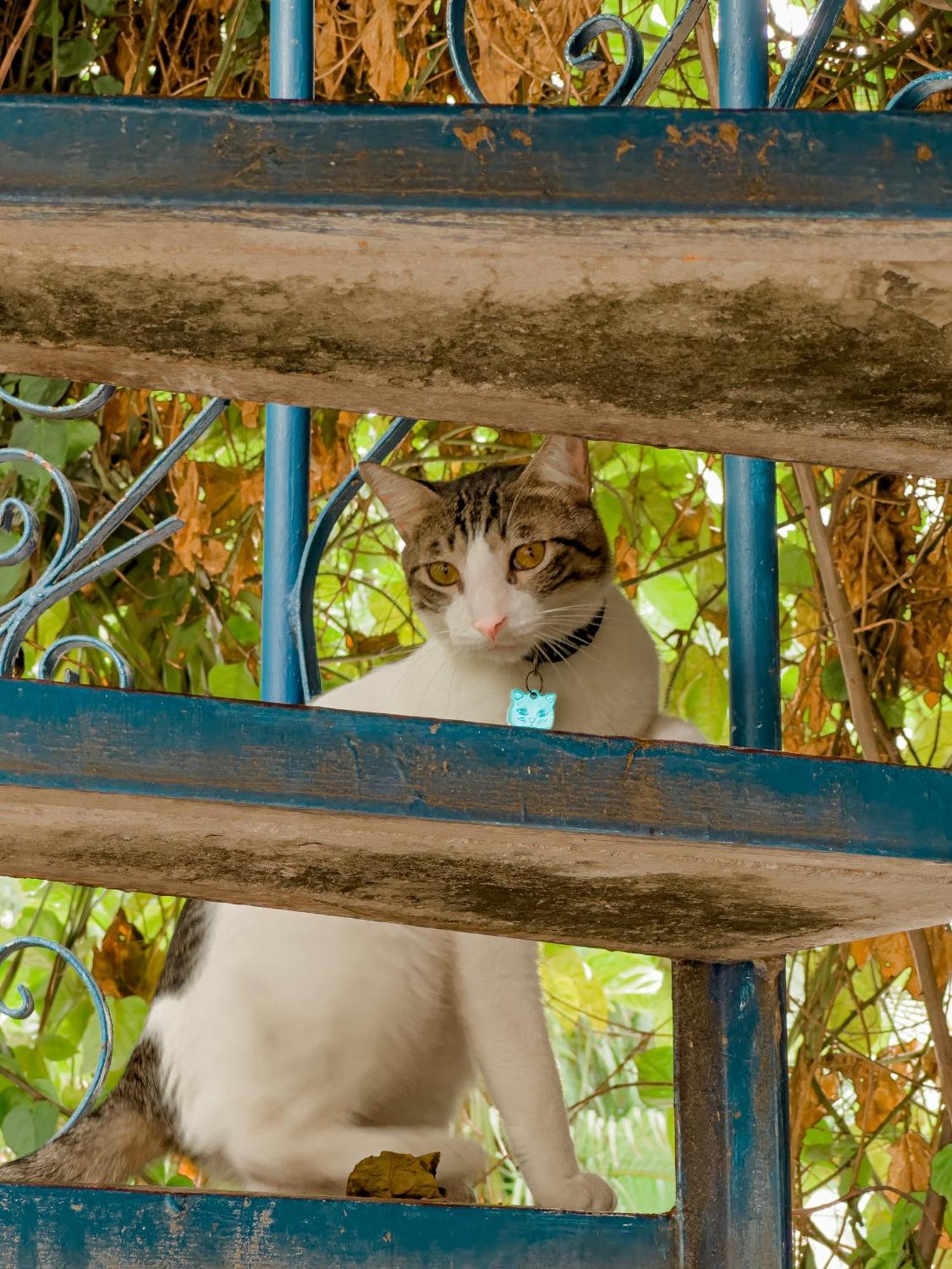 Casa Del Puerto Hostel & Suites Cartagena エクステリア 写真